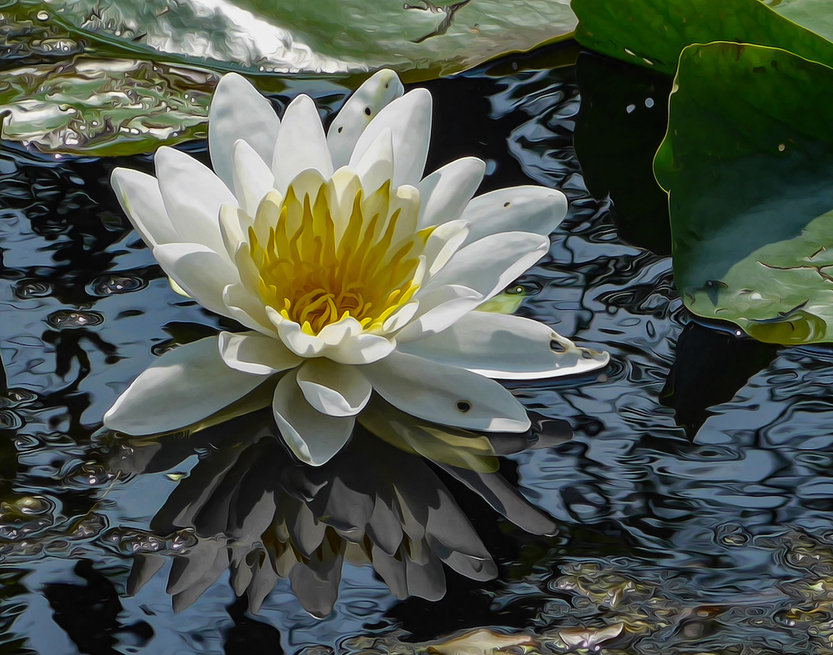 White Water Lily – Seeing Ithaca